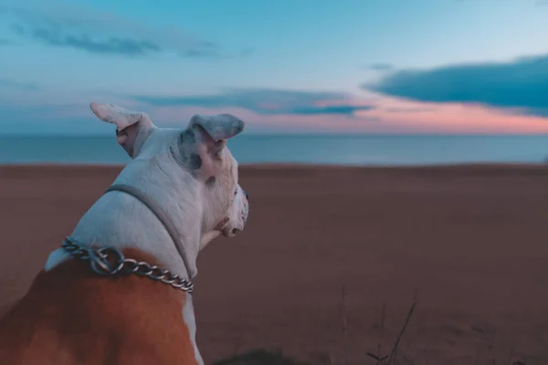 Adorable dog sits and watches the beautiful golden sunset (sunrise) near the ocean. The dog sits on the beach near the sea. Copy space. Holidays with pets. Dog beach concept. Magical sunset.