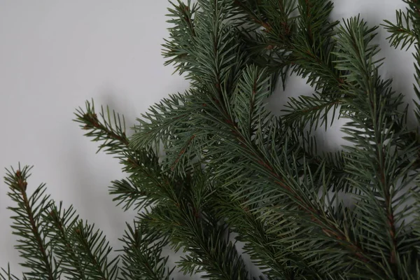 Árbol de Navidad un fondo blanco — Foto de Stock