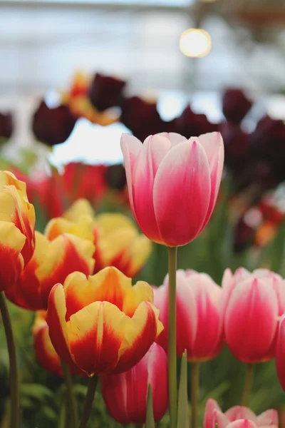 spring flowers banner - many beautiful tulips