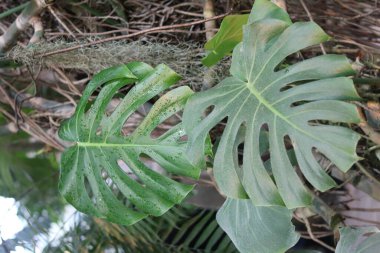 Tropik yeşil canavar yaprakları.
