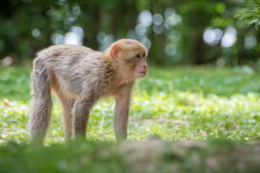 Barbar Macaque, Barbar Maymun olarak da bilinir.