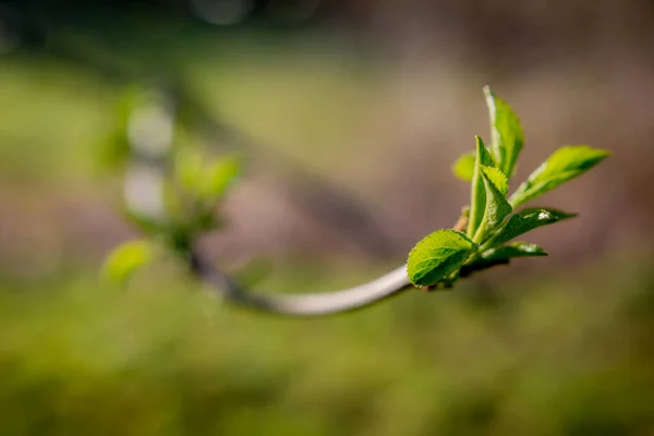 Квітучий зелений бутон на гілці дерева з розмитим фоном макро-дрібної пружини — стокове фото