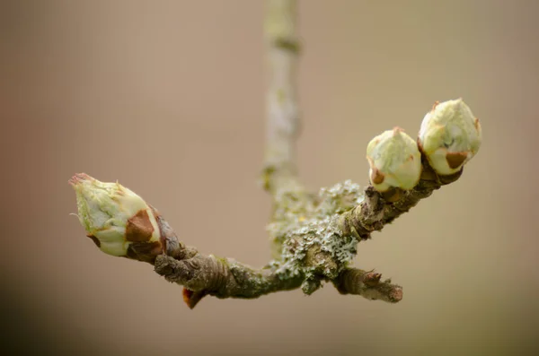 One blooming young bud on a tree branch with blurry background macro shot spring — Stock Photo, Image