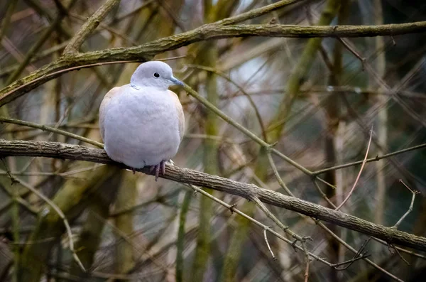 Isolierte Eurasische Halstaube Der Natur Umwelt Streptopelia Decaocto Einzelne Vogel — Stockfoto