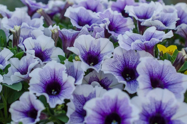 白と青の開花ペチュニアのグループ — ストック写真