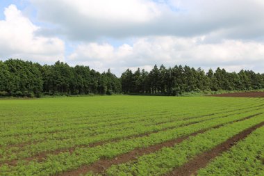 Havuç çiftlik hala yeşil