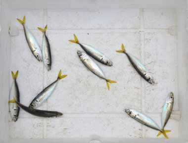 Fresh fish bait on box bottom