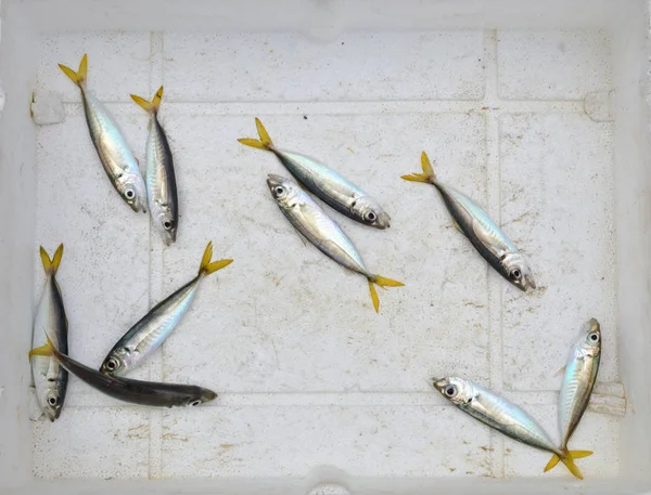 Fresh fish bait on box bottom