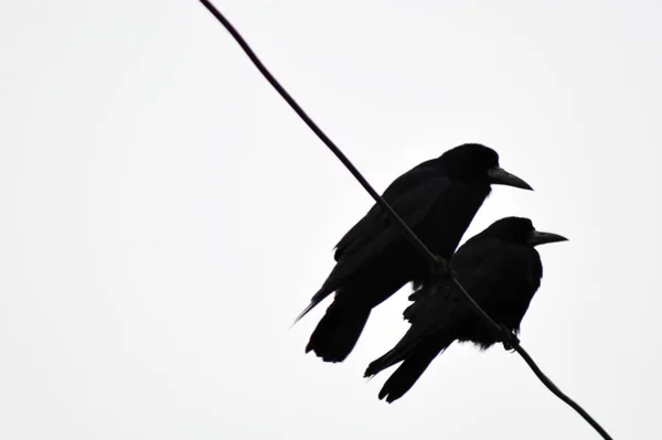 Contrasting Image Two Crows Sitting Wire — Stock Photo, Image