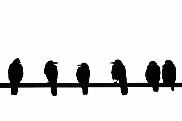 Contrasting Image Crows Sitting Bar Isolated White Background — 스톡 사진