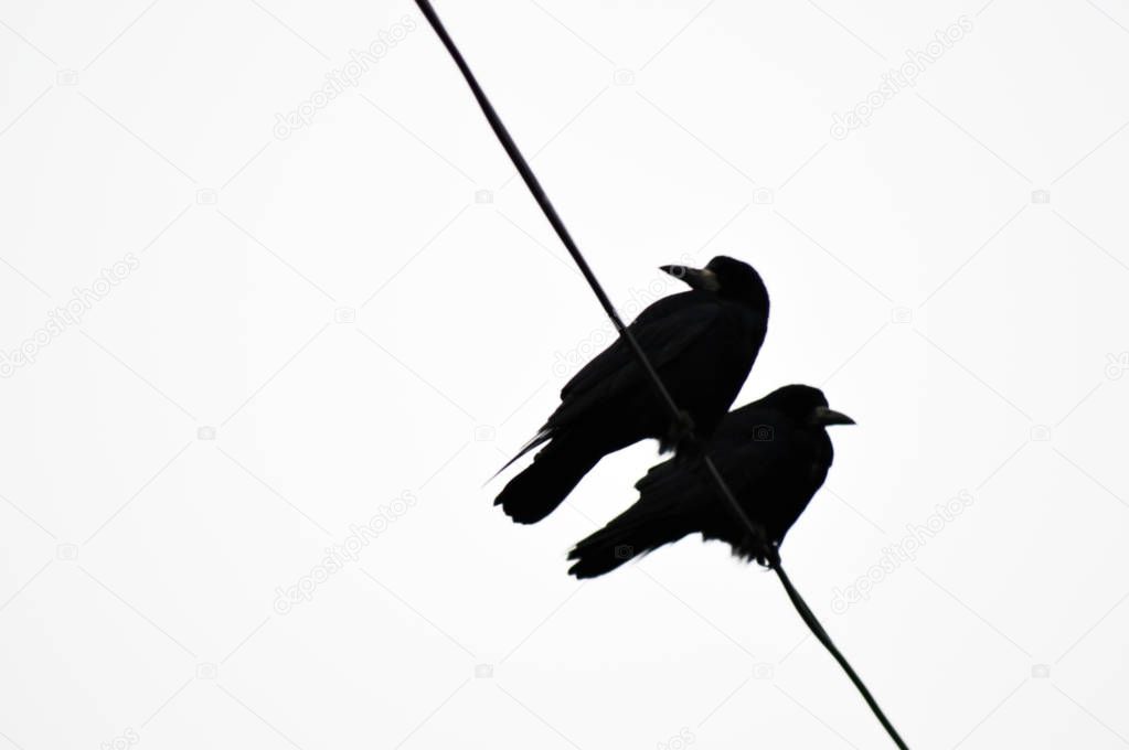 Contrasting image of two crows sitting on a wire