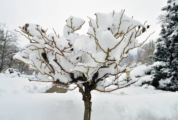 Drzewo Pokryte Śniegiem — Zdjęcie stockowe