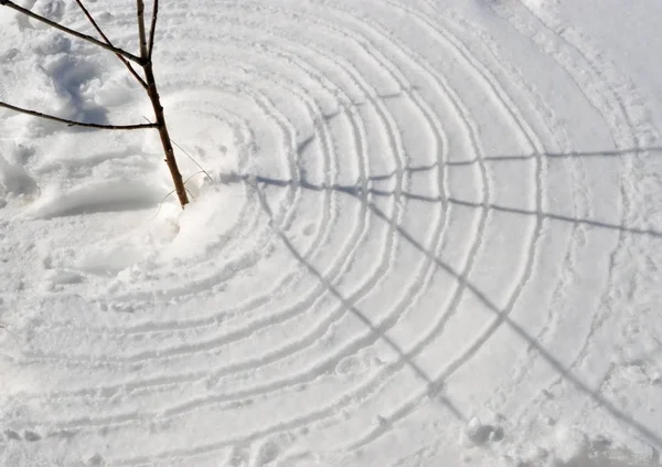 Imagem Árvore Círculos Superfície Neve — Fotografia de Stock