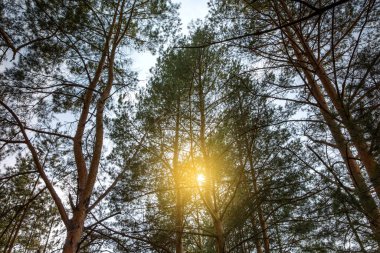 Gökyüzüne karşı çam ormanı. Ağaçların tepesi yükselir, aşağıdan yukarısı görülür. Konseptin doğası böyle. Hayat, özgürlük, hava.