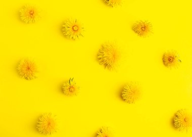 Sarı arka planda sarı karahindibalar. Flatlay stili. Desen.