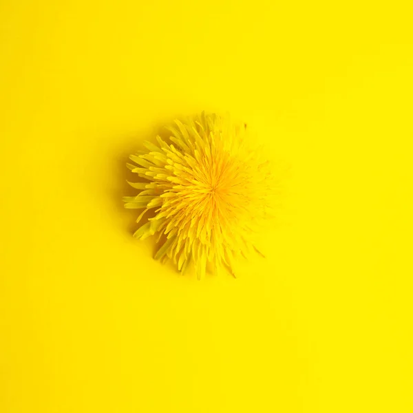 Tarassaco Giallo Sfondo Giallo Stile Flatlay Modello — Foto Stock