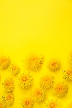 Sarı arkaplanda sarı karahindiba pankartı ve metin için yer var. Sarı üstüne sarı.