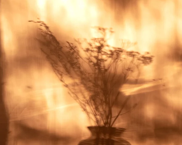 Ci sono ombre sul muro da un vaso di fiori . — Foto Stock