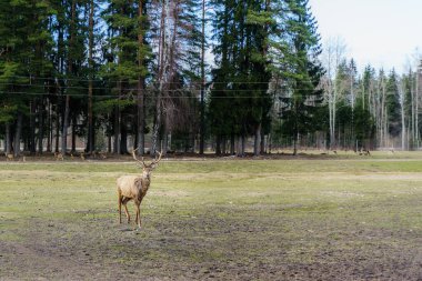 Güneşli bir bahar sabahı arka planda çam ağacı ormanı ve mavi gökyüzü ile beslenirken Letonya 'daki safari geyik parkının sevimli ve dost canlısı geyik sürüsü.