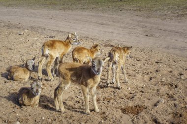 Kuzeydoğu Avrupa 'daki safari geyik parkının şirin ve dost canlısı geyik sürüsü güneşli bir sabahta mavi bulutlu gökyüzü ile buğdayla beslenirken