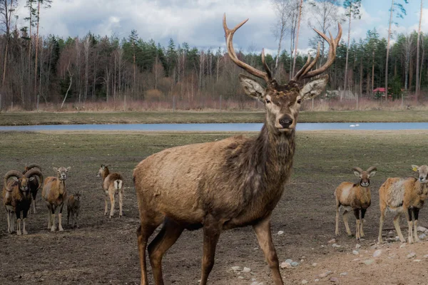 Dramático líder de manada de ciervos del parque de ciervos safari en Letonia durante la alimentación en la soleada mañana de primavera con bosque de pinos en el fondo y cielo azul nublado —  Fotos de Stock