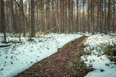 Baltık Denizi yakınlarında çam ormanlarında huzurlu bir akşam günbatımı. Kar tabakası ve yüksek kontrastlı güneş ışınları.