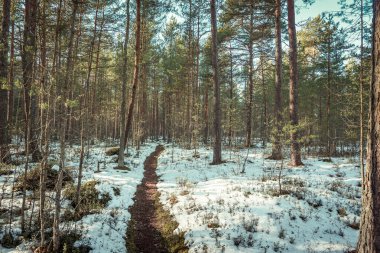 Baltık Denizi yakınlarında çam ormanlarında huzurlu bir akşam günbatımı. Kar tabakası ve yüksek kontrastlı güneş ışınları.