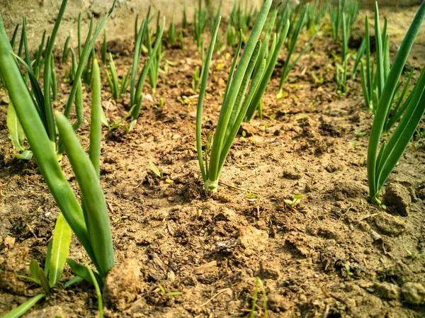 Dramatyczne zbliżenie młodych cebuli małych gospodarstw biologicznych kiełków rosnących z suchej ziemi brudnej w szklarni domowej — Zdjęcie stockowe