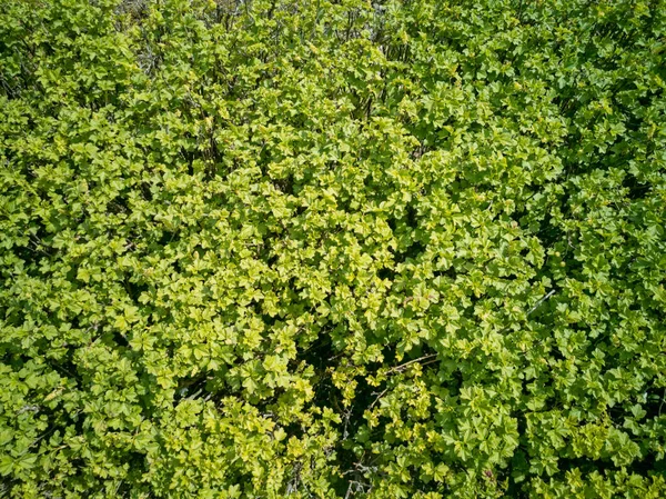 Simple cut green countryside hedge background in sunny spring day isolated top view — Stock Photo, Image