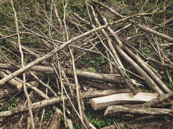 Dramatische close-up afgesneden hazelaar tak chaotische stapel tijdens het voorjaar bos reinigen met gras achtergrond — Stockfoto