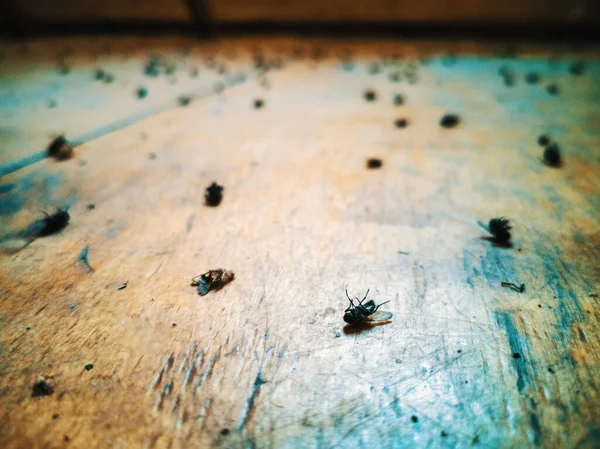 ใกล้เคียงของแมลงวันตายและพื้นหลังเบลอ แมลงวันอาณานิคมสูญพันธุ์เนื่องจากการคุกคามภายนอกหรืออันตราย ภาพถ่ายสต็อกที่ปลอดค่าลิขสิทธิ์