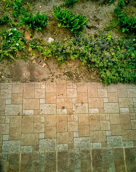 Split Top View Floor Tiles Background Grass Dirt Young Flowers — Stock Photo, Image