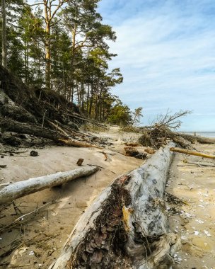 Baltık Denizi yakınlarındaki Kolka Burnu 'nda sakin bulutlu bir yaz öğleden sonrası vahşi manzarası. Düşen ağaç gövdeleri ve bir ormanın yanındaki deniz kabukları.