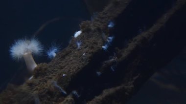 anemon, kum, plaj, akvaryum, Pembrokeshire Ulusal Parkı, Galler, İngiltere, Birleşik Krallık,