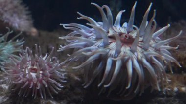 anemon, kum, plaj, akvaryum, Pembrokeshire Ulusal Parkı, Galler, İngiltere, Birleşik Krallık,