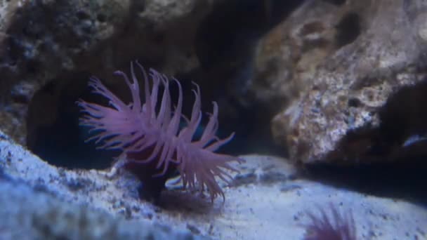 Anemone Sand Strand Aquarium Pembrokeshire National Park Wales Großbritannien Großbritannien — Stockvideo