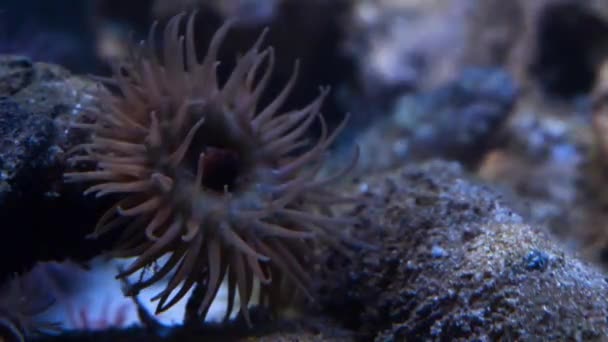 Anemone Arena Playa Acuario Parque Nacional Pembrokeshire Gales Reino Unido — Vídeos de Stock