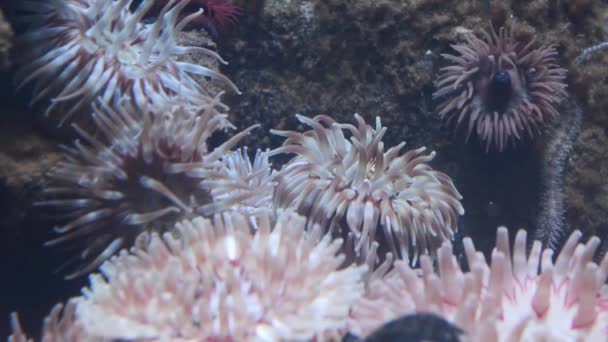 Anemone Sand Strand Aquarium Pembrokeshire National Park Wales Großbritannien Großbritannien — Stockvideo