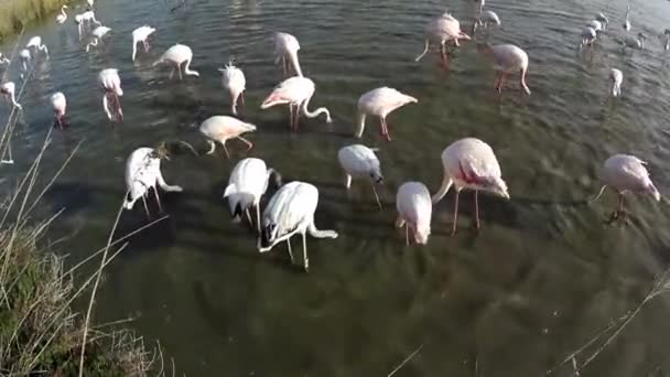 Większy Flamingo Fenicopterus Roseus Karmienie Ptak Czerwona Lista Iucn Camargue — Wideo stockowe