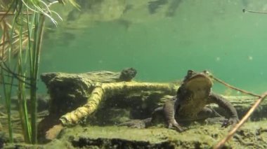 Yaygın kurbağa, yansımalı kurbağa, Bufo bufo, erkek, bahar, Sant Agostino gölü, Piemonte, İtalya,
