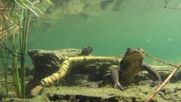 Pad Pad Onder Water Met Reflectie Bufo Bufo Mannetje Voorjaar — Stockvideo