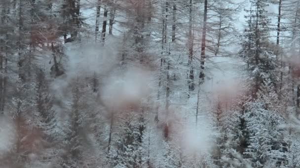 Kış Mevsiminde Kırmızı Böğürtlenli Karlı Orman — Stok video