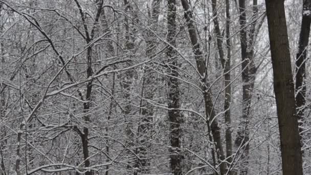 Сніговий Ліс Зимовий Сезон — стокове відео
