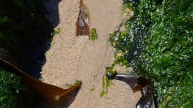 Yeşil yosunlu deniz manzarası 