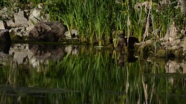 Güneşli bir günde gölde ya da nehirde su samuru