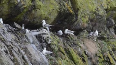 Fulmar Kolonisi, Fulmarus Buzulu, Koloni, Galler