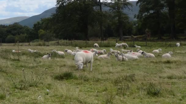 威尔士的草地上放羊 — 图库视频影像
