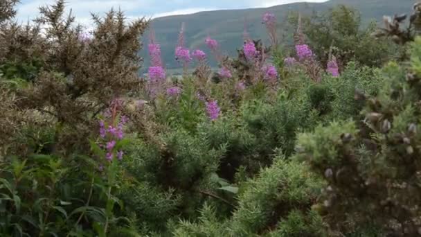 Flores Cor Rosa Plantas Verdes Nas Montanhas — Vídeo de Stock