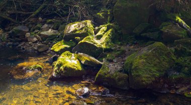 Golondrinas Şelaleleri yakınlarındaki Büyük Taşlarda Yosun, Belmira Doğal Alanı Korudu