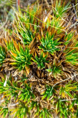 Eriocaulaceae (Paepalanthus Alpinus) Belmira, Antioquia / Kolombiya 'nın Korunan Doğal Alanı' nda Paramo yakınlarında.